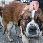 St. Bernard